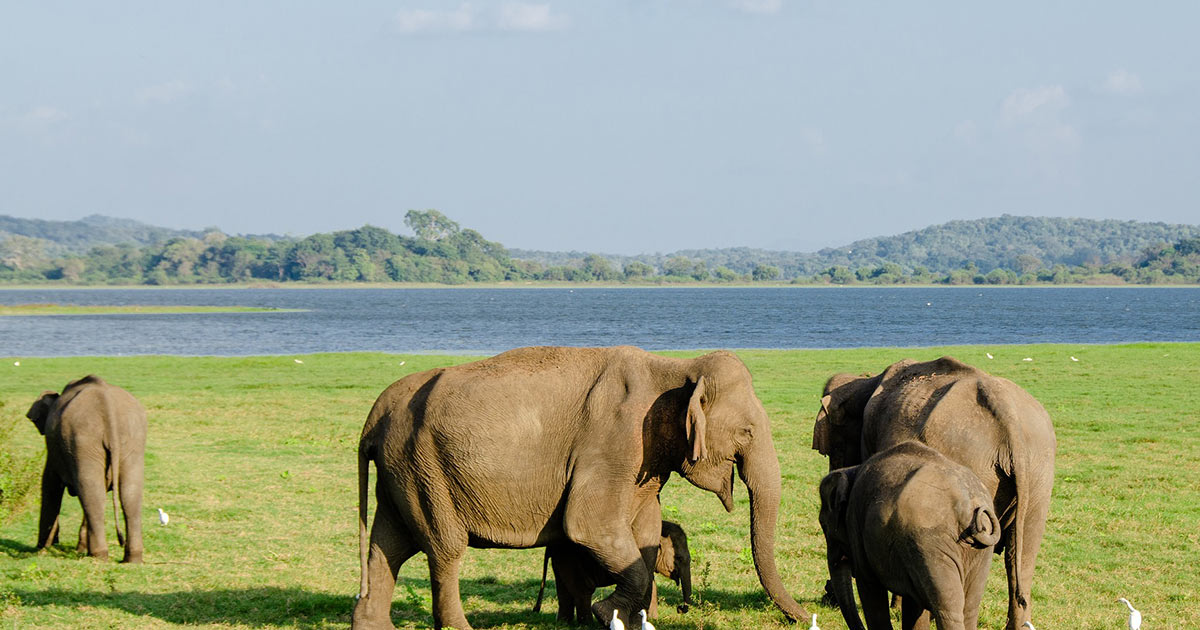 Minneriya Elephant Safari | Maia