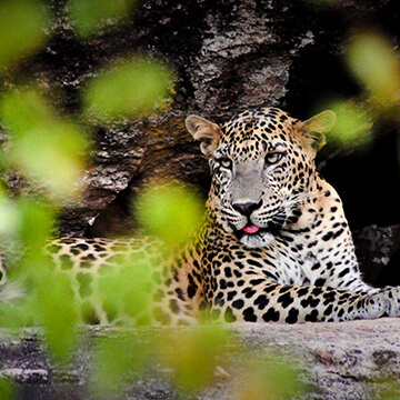 Yala National Park | Yala Attractions | Taru Villas Destination Guide